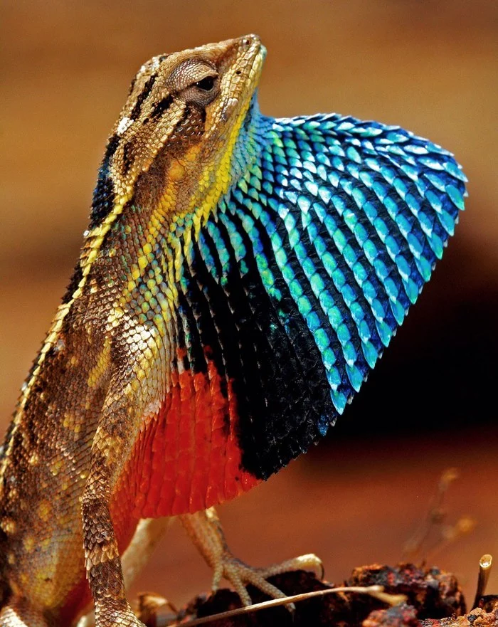 Beautiful lizard - Animals, wildlife, Nature, Lizard