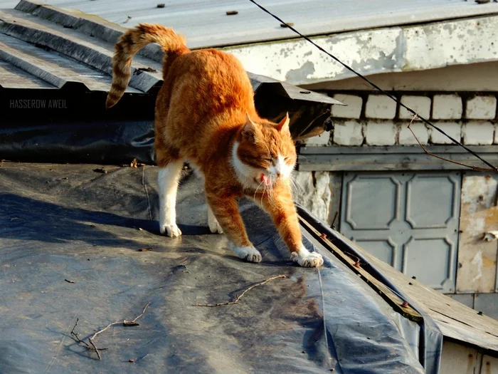 Yawners - My, cat, The photo, Animals, Pets, Mustachioed - Striped, Catomafia