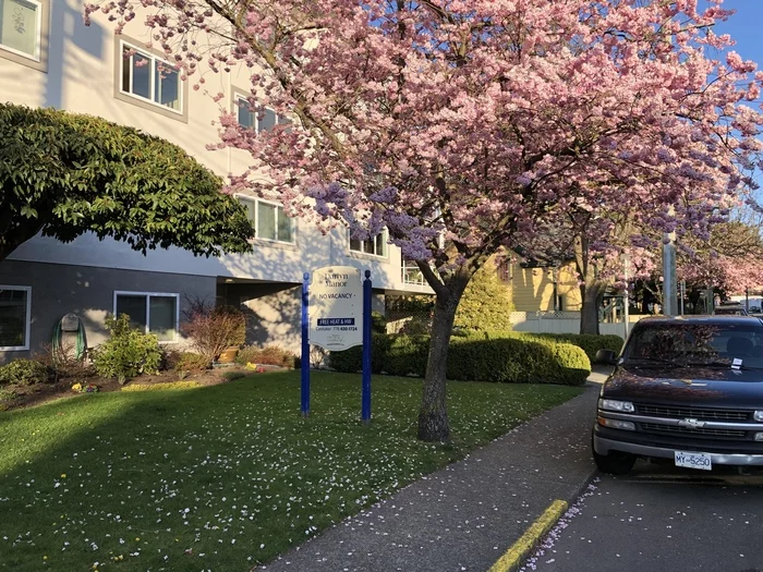 Spring - My, Spring, Town, The street, Road, Tree, Sakura, Bloom, Flowers, Longpost