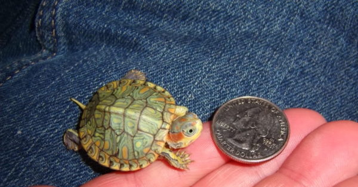 Черепаха рост. Красноухая черепаха. Новорожденная черепашка красноухая. Красноухая Пресноводная черепаха. Черепашка красноухая маленькая.