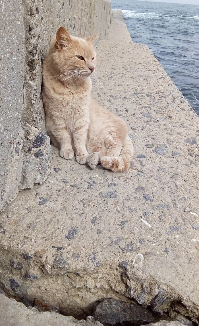 Catfish - My, cat, Soft, Sea, Longpost