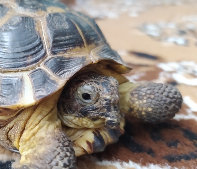 Need help, Central Asian tortoise - My, Turtle, Disease, Longpost