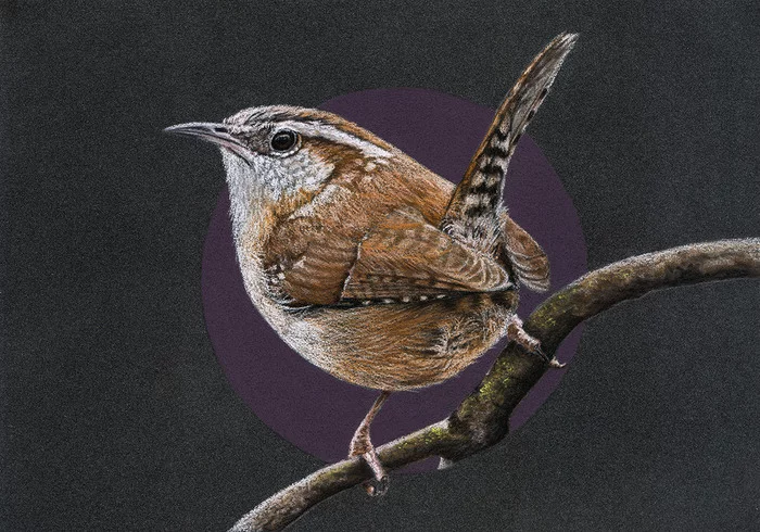 Carolina wren - My, Drawing, Birds, Pastel, Wren, Art, Animalistics