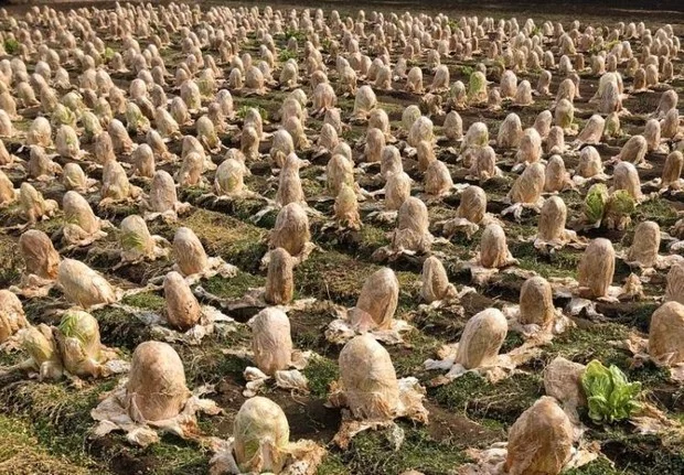 I want to know everything #631. A farmer showed a field of Chinese cabbage that looks like xenomorph eggs - Want to know everything, Japan, Cabbage, Farmer, Xenomorph, Eggs, Interesting, Longpost, Stranger