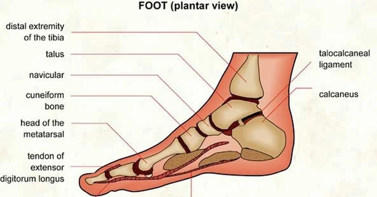 Болит подошва при ходьбе. Болит нога в верхней части стопы. Болит верхняя часть стопы.