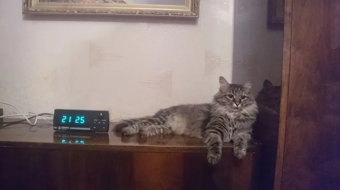 Masyusha and the clock - My, Catomafia, Milota, Pets, cat