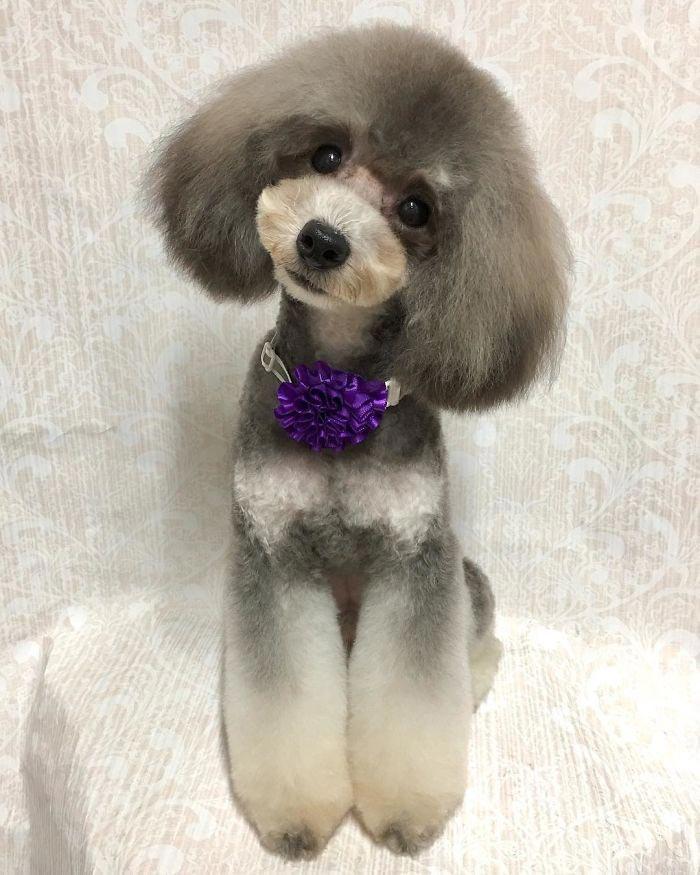 Japanese groomer gives dogs such adorable haircuts you won't be able to stop smiling. - Dog, Стрижка, Milota, Longpost