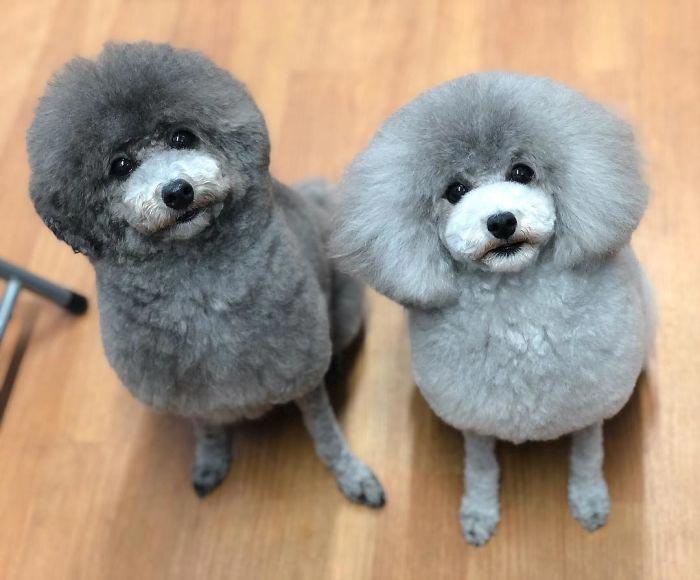 Japanese groomer gives dogs such adorable haircuts you won't be able to stop smiling. - Dog, Стрижка, Milota, Longpost