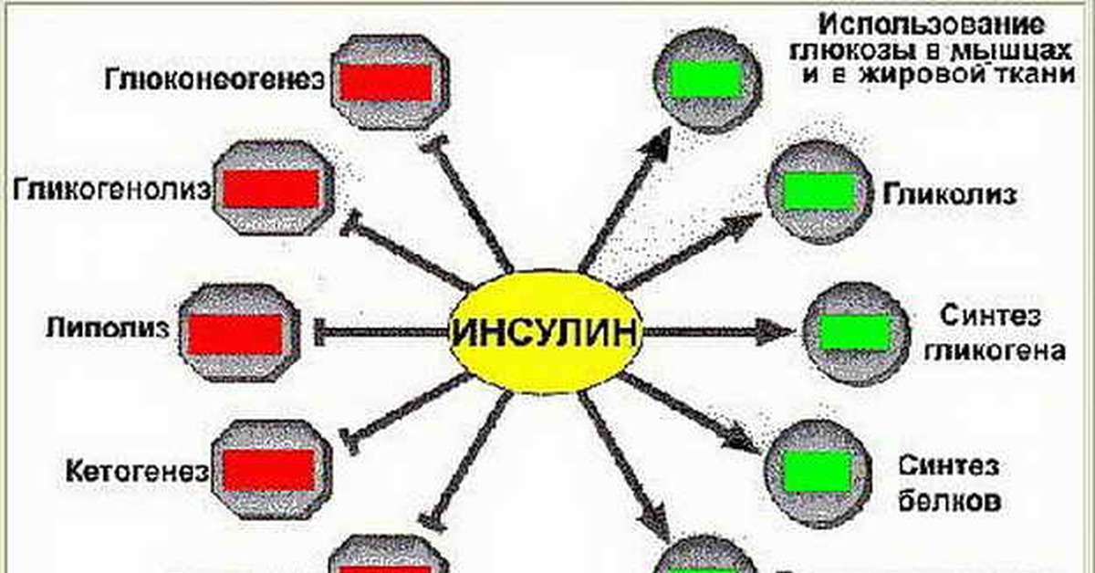 Инсулин и сахар в чем разница. Инсулин стимулирует things белков.