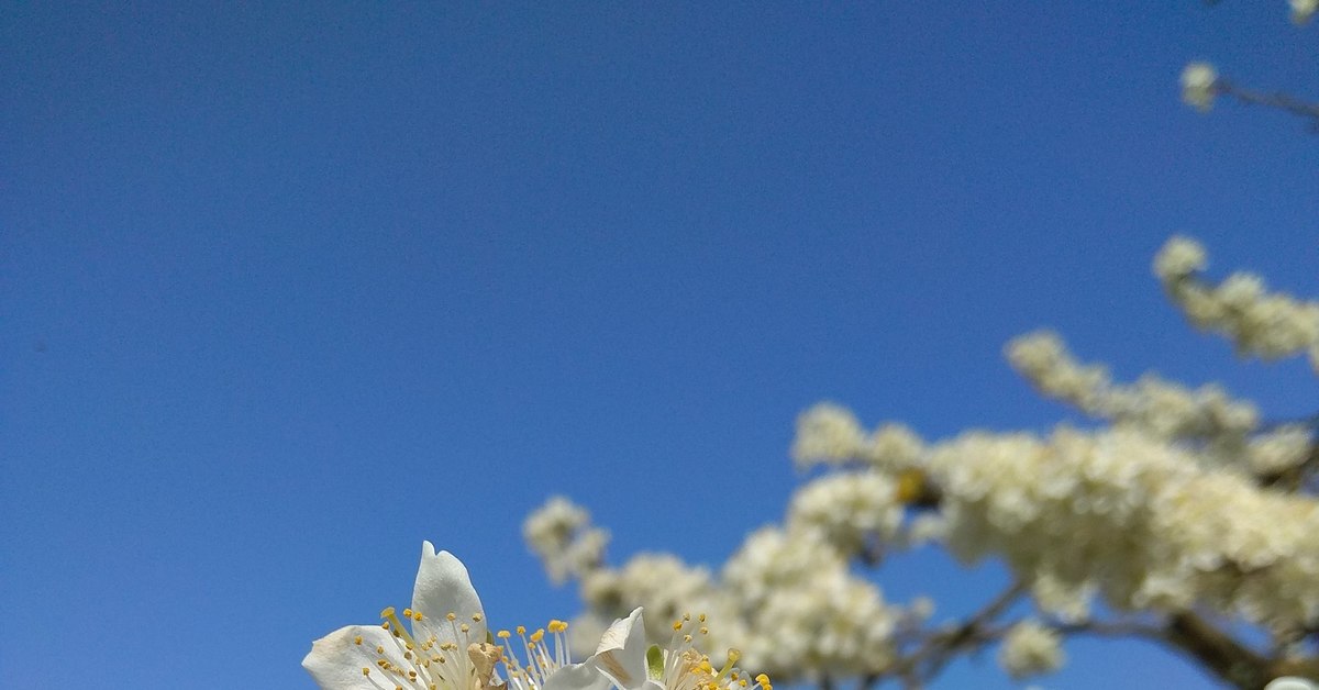 Пришла весна. Весна 2020 | Пикабу