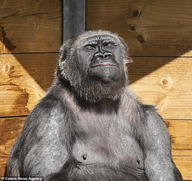 Gorilla enjoys quarantine from humans - Gorilla, Zoo, Quarantine