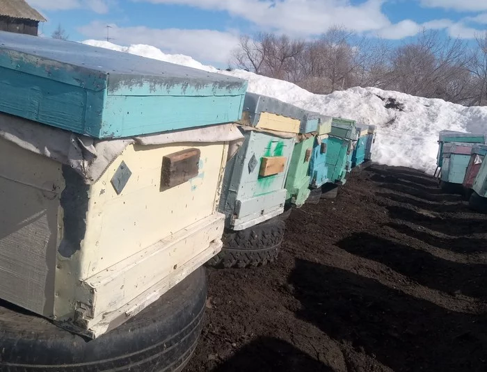 Beekeeping issues. In which direction should the entrance be placed, the color of the hives, is it possible to rearrange the bees after flying around. Part I - My, Beekeeping, Apiary, Nature, Bees, Insects, Spring