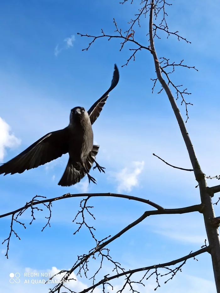 Eagle in the sky - My, The Bird of Happiness, The photo, Birds, Spring