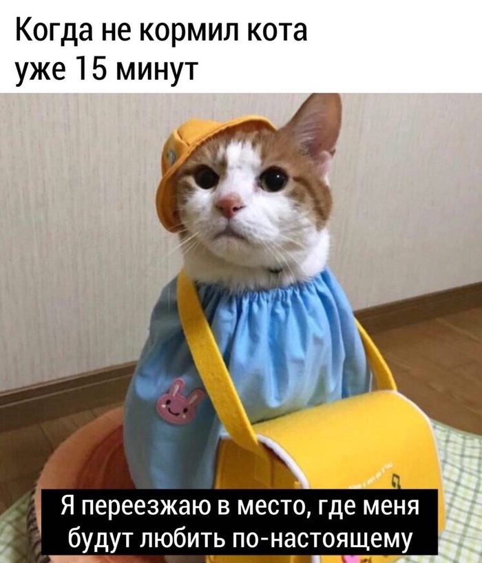 Ох уж эти котики