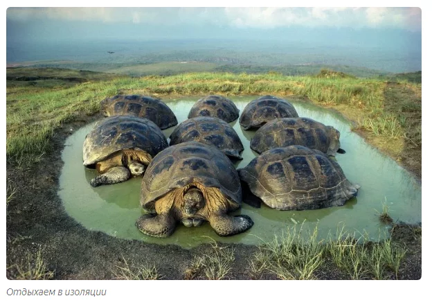 Galapagos tortoise: A story about why quarantine should not be broken - Animals, Yandex Zen, Longpost, Turtle, Galapagos turtles