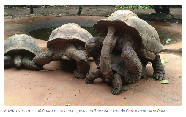 Galapagos tortoise: A story about why quarantine should not be broken - Animals, Yandex Zen, Longpost, Turtle, Galapagos turtles