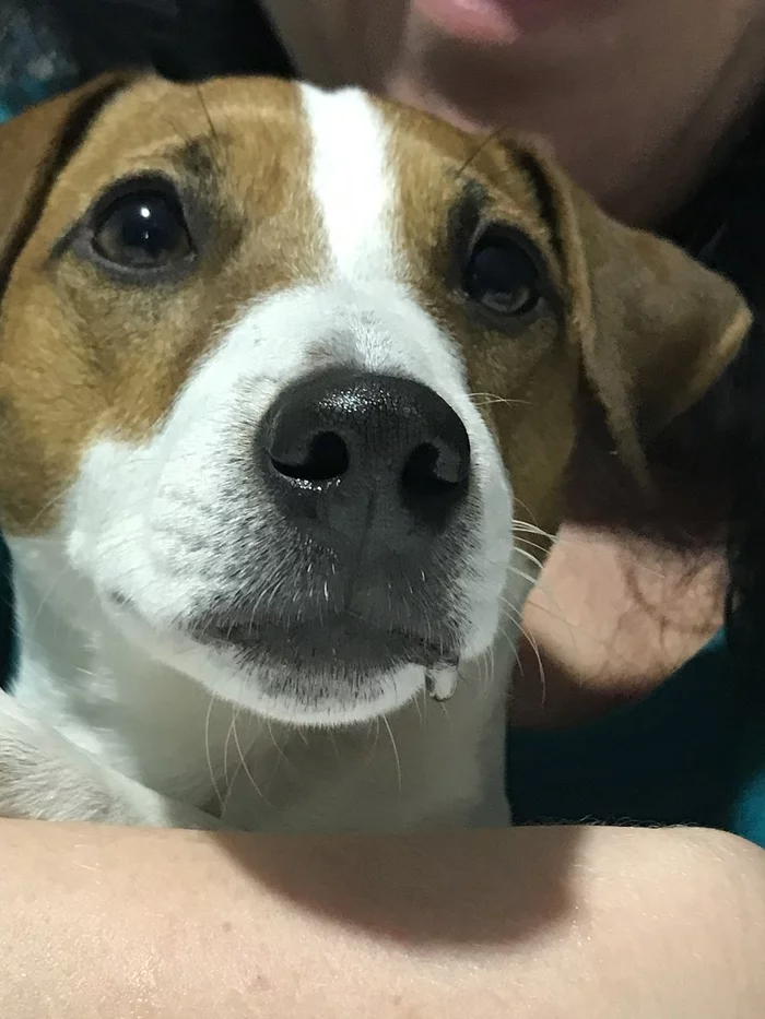 About the dog and the bread - My, Jack Russell Terrier, Dog, Longpost, Pets