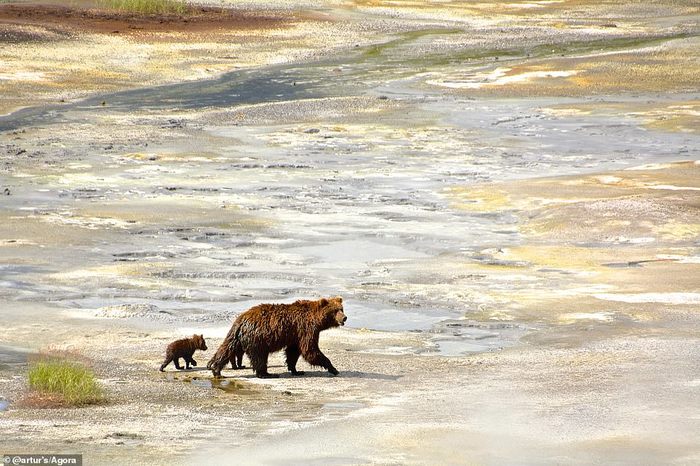 With mom - Bear, Young, Wild animals, The Bears