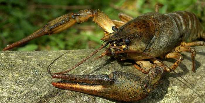 Mysterious place: where do crayfish hibernate? - From the network, Question, Answer, Interesting, Informative, Want to know everything, Crayfish, Animals, Longpost