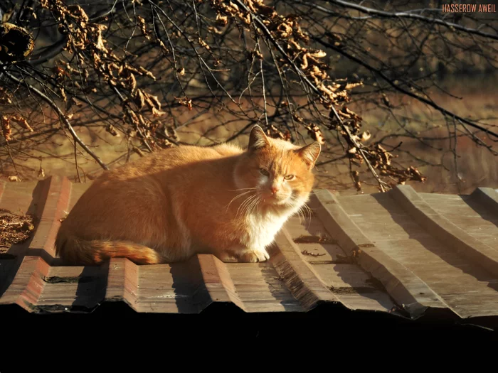 Evening cat photo - My, The photo, Mustachioed - Striped, Pets, Animals, cat, Catomafia