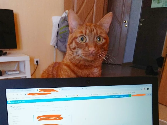 Remote? - My, cat, Remote work, Catomafia, Pets