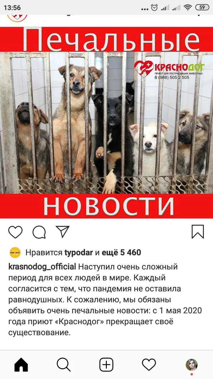 I'll get out, my head and hands - My, No rating, Help, Pets, Animal shelter, Krasnodar, Krasnodog, Longpost, Dog, cat