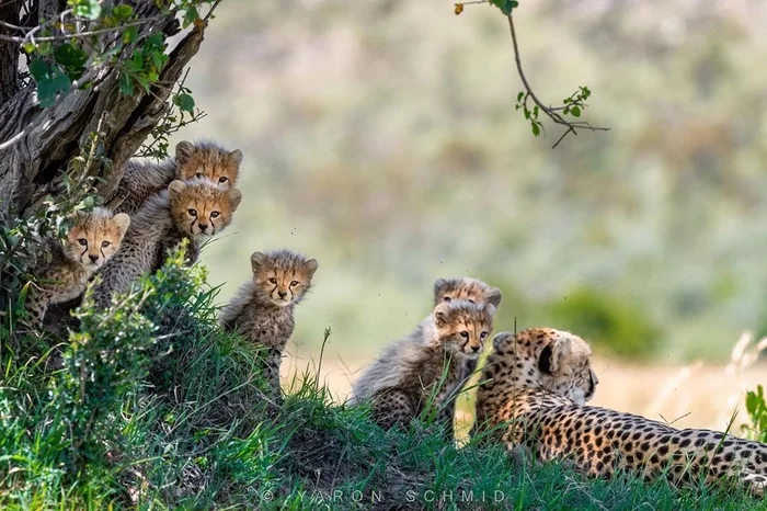 Baby - The photo, Animals, Cheetah, Young, Wild animals, Small cats, Cat family