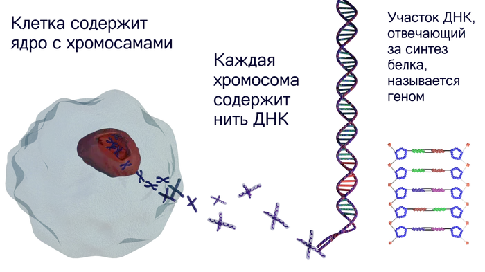 Our internal troops: genes, antigens and the major histocompatibility complex - My, Immunology, Immunity, The medicine, Biology, Video, GIF, Longpost