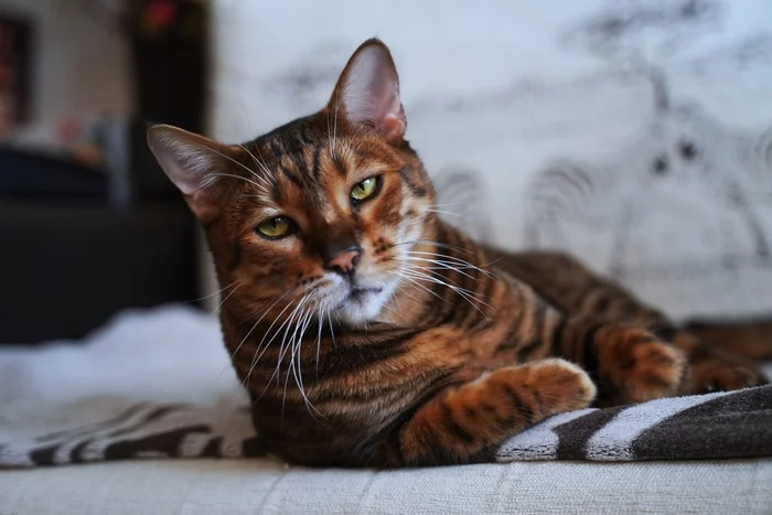 What do you need, master? - My, cat, Catomafia, Toyger, The photo