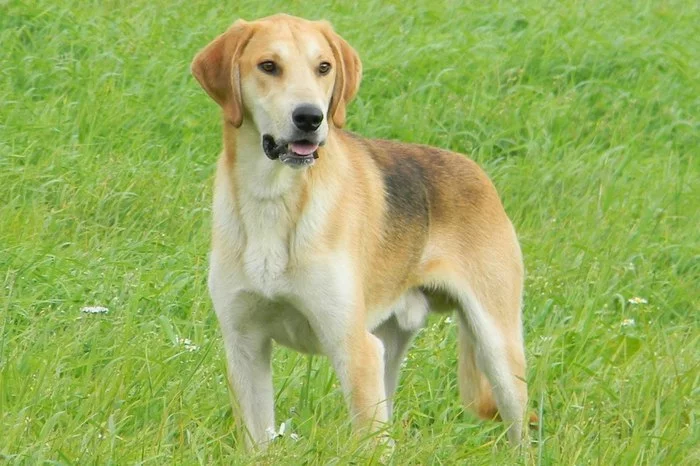 About dog breeds No. 123. Russian hound, Russian piebald hound - Dog, Dog breeds, Russian hound, Russian Spotted Hound, Hunting dogs, Hound, Longpost