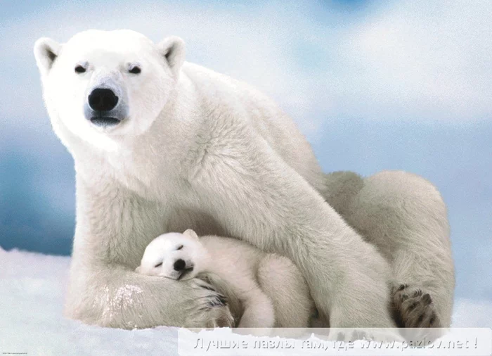 It's not cold with mom... - The Bears, Motherhood, Polar bear