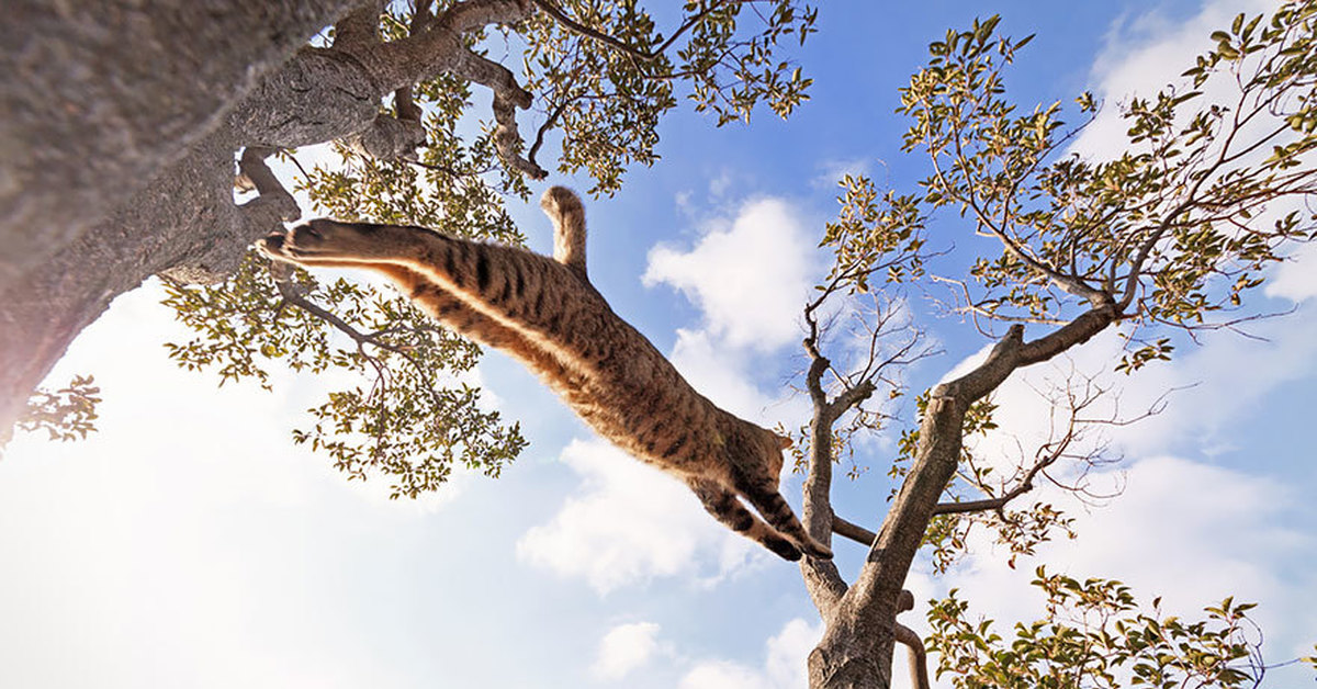 Висят на ветвях. Кошки на дереве. Кот в прыжке. Животные висят на деревьях. Кот висит на дереве.