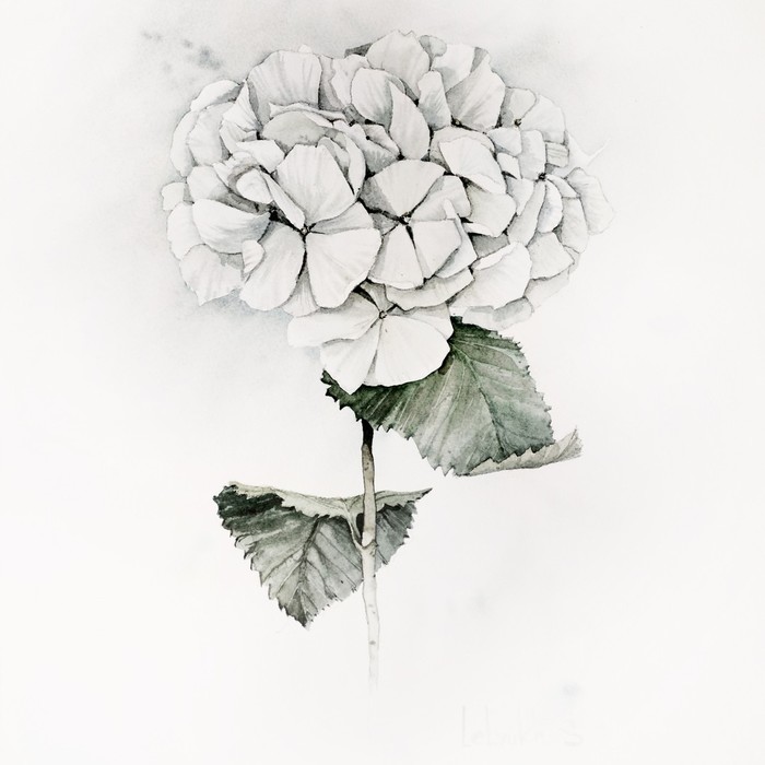 Белая гортензия