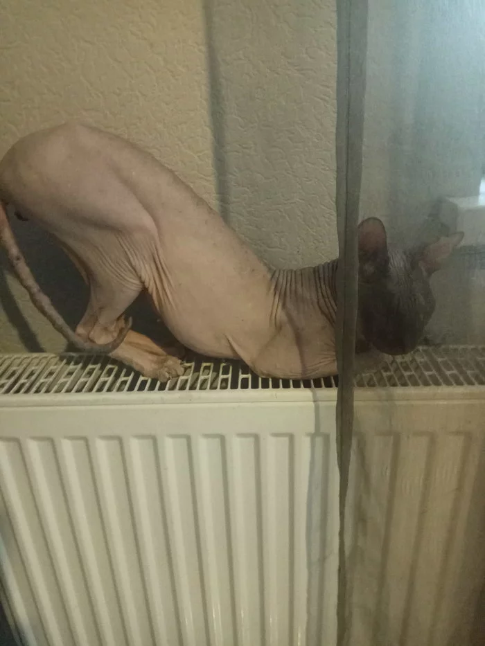 Temperature compliance - My, Don Sphynx, cat, Animals, Funny animals, cat house, Catomafia