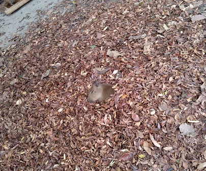 Cosy - Capybara, Milota, Autumn leaves, Twitter