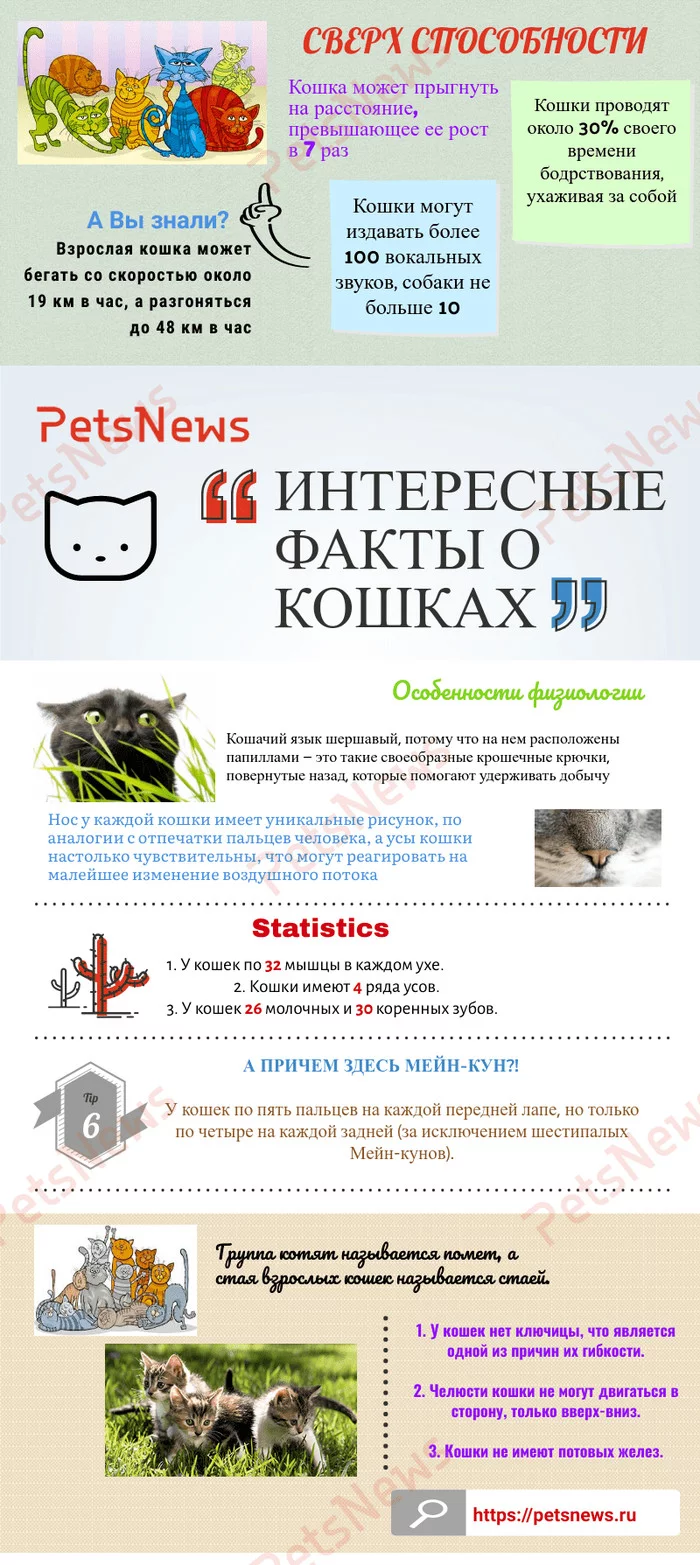 Interesting facts about cats - My, cat, Interesting, Useful, Fascinatingly, Informative, Pets, Infographics, Longpost