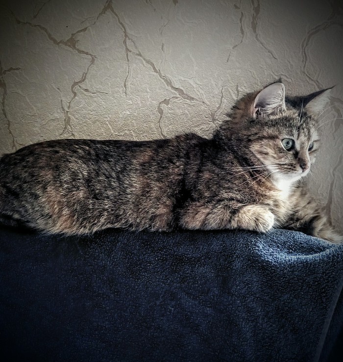 ���������. ����������