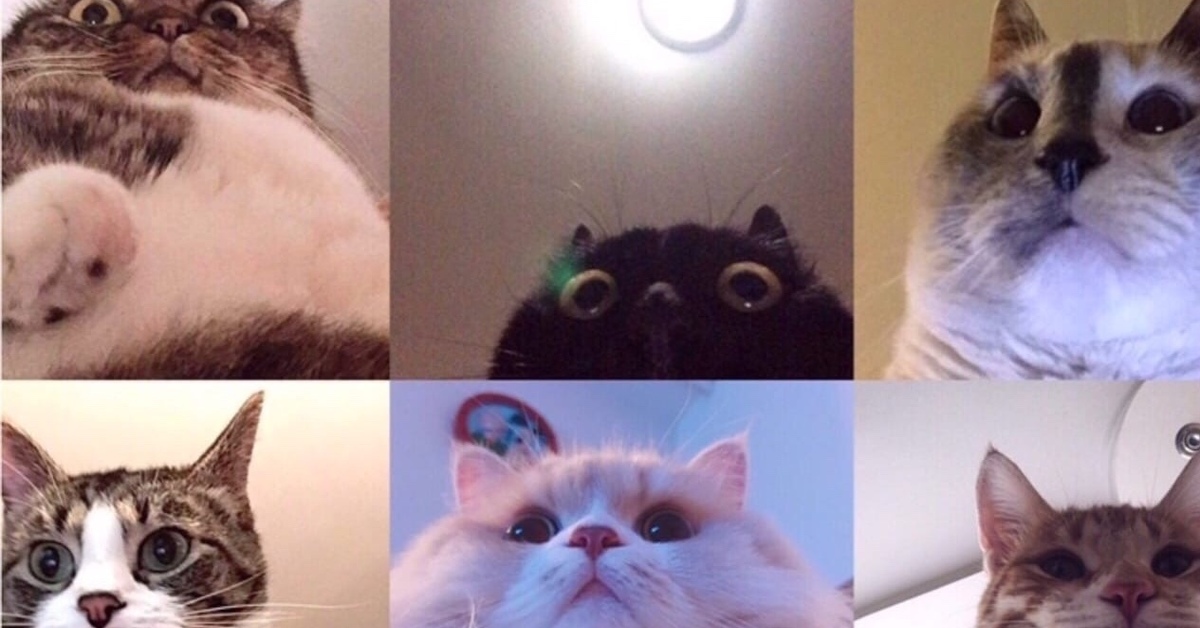 Фото Коты Онлайн