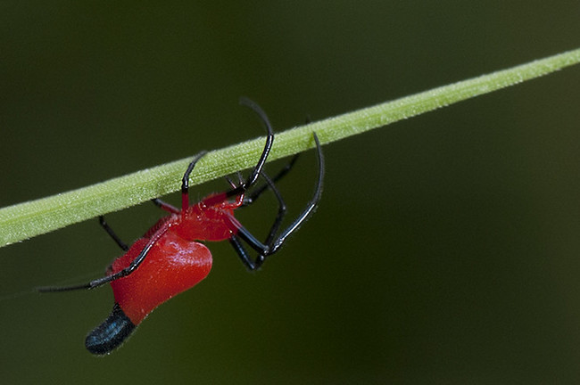 Lolth #9 - Spider, Mat, Longpost