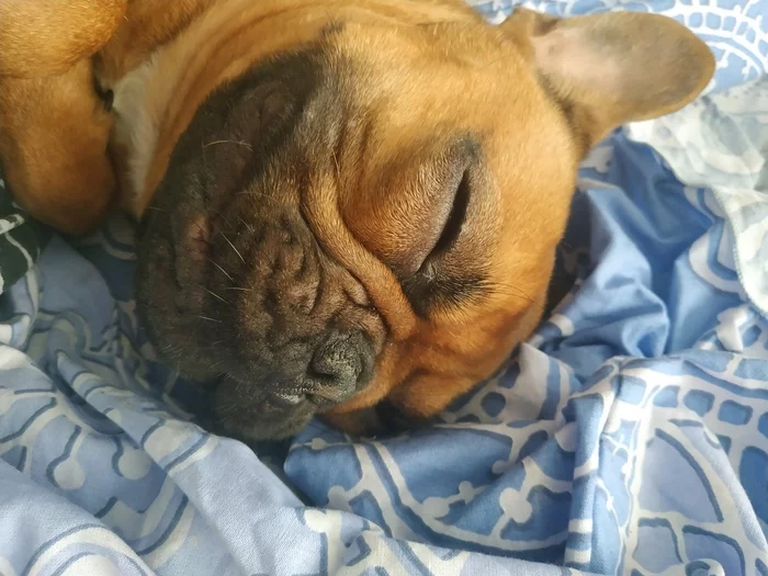 The dog wakes up - My, Pets, French Bulldog, Milota, Dog days, Dog