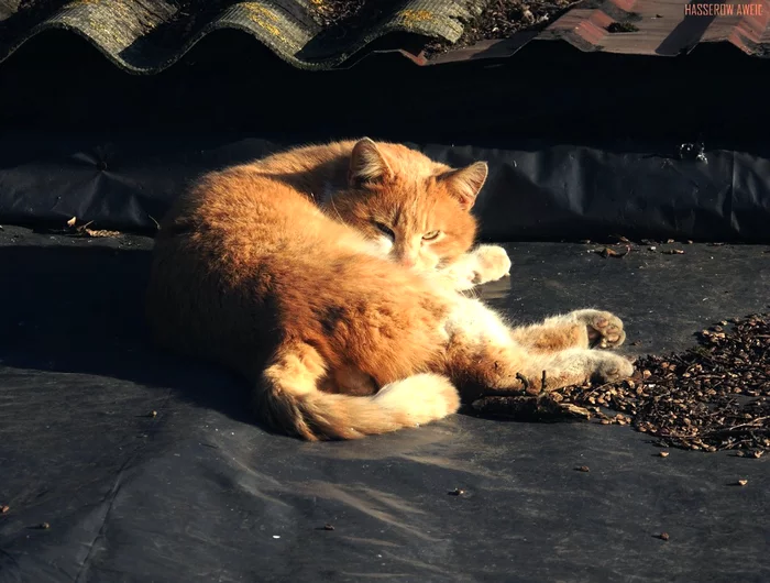 Abraham de Lacy Giuseppe Casey Thomas O'Malley - stray cat - My, cat, The photo, Catomafia, Mustachioed - Striped, Animals, Longpost