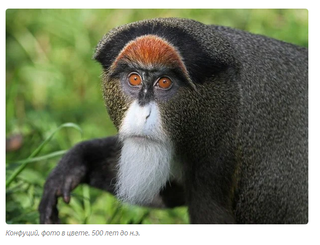 Monkey Brazza: Your grandfather's spirit animal - Monkey, Longpost, Animal book, Yandex Zen, Monkey, Animals