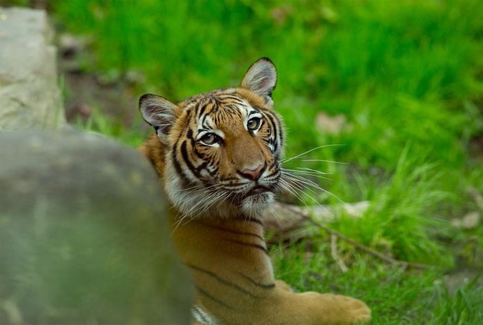 В зоопарке Бронкса (Нью Йорк) тигр заражен COVID-19 Тигр, Зоопарк, Коронавирус, США, Новости
