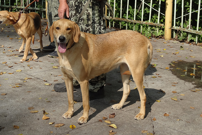 About dog breeds No. 123. Russian hound, Russian piebald hound - Dog, Dog breeds, Russian hound, Russian Spotted Hound, Hunting dogs, Hound, Longpost