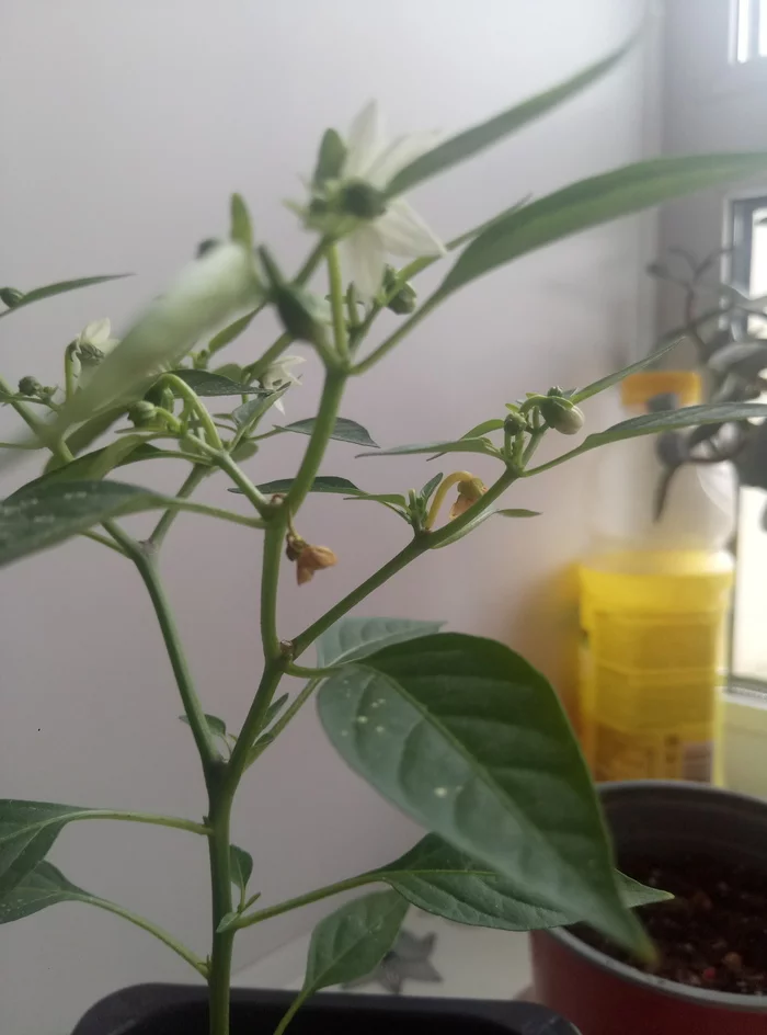 I'm asking for advice - My, Hot peppers, Growing, Problem, Longpost