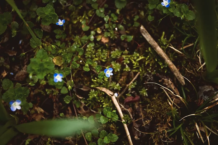 Trying to entertain myself during quarantine) - My, Flowers, Spring, Canon 6d, Longpost