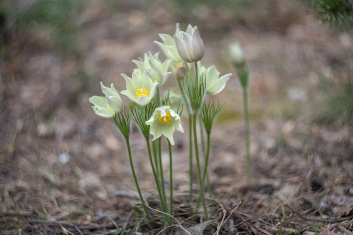 Primroses - My, The photo, Primroses, Kazakhstan, Helios-44, Soviet optics, Longpost