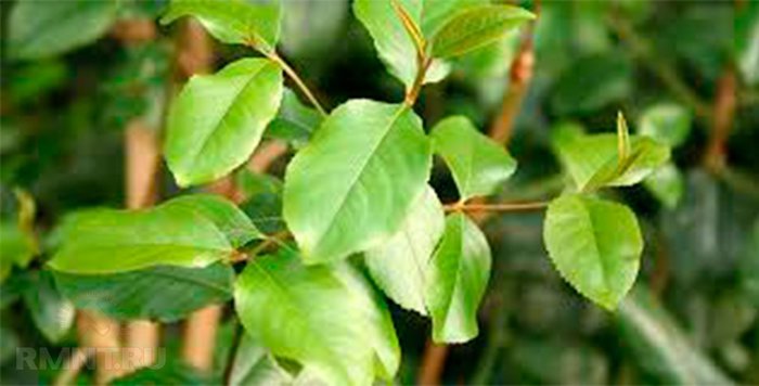 Что запрещено выращивать на собственном участке Садовый участок, Интересное, Познавательно, Озеленение, Уголовная ответственность, Видео, Длиннопост