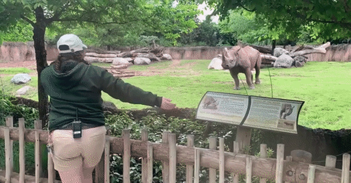 Glad to meet you - Rhinoceros, Zoo, Meeting, GIF