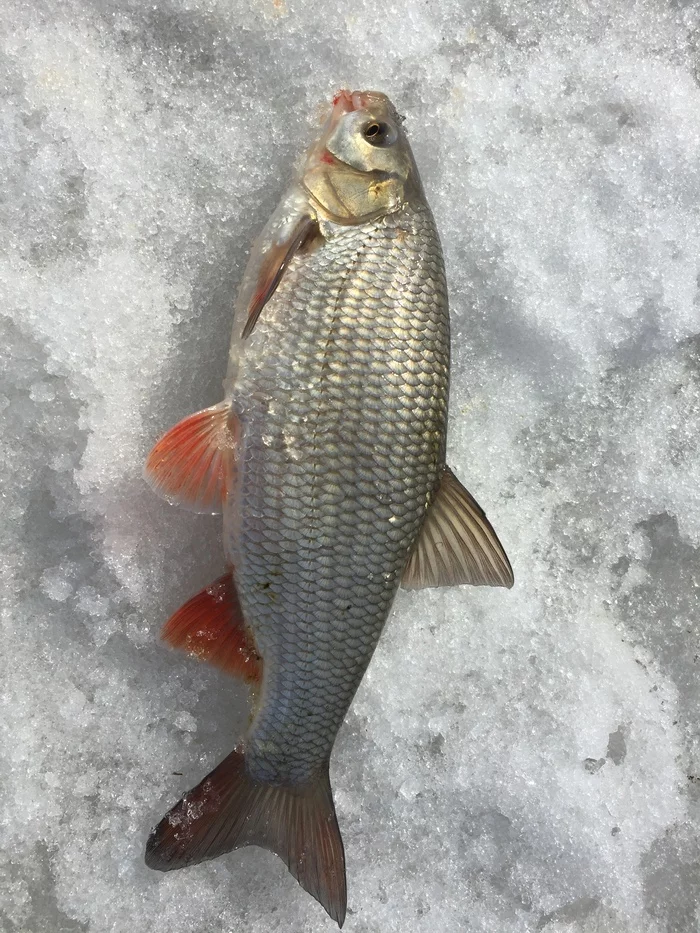 Feeder bream fishing ob-one fishing another angle - My, Fishing, Feeder, Video, Longpost